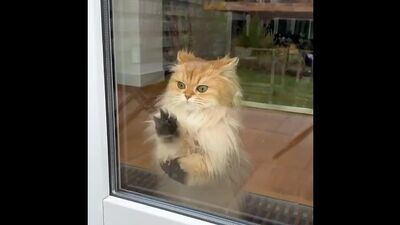 Video by Додо Пицца Ковров I Бесплатная доставка,ресторан