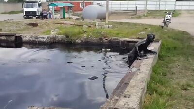 Пацан Прыгнул в Бассейн с Мазутом