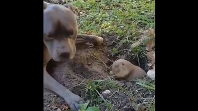 Video by PARTY HARD (gif & video)