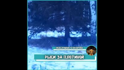 Video by Подслушано в Назарово