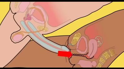 Видеоурок как надо правильно ебаться