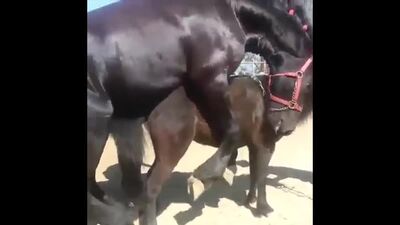 Amazing Big Horse Mating Compilation - Horse Breeding !.mp4