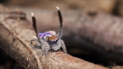 Танцующий павлин паук. Брачный танец