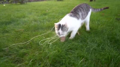 [А ну-ка Давай-ка] ЛЕТНИЕ ПРАНКИ НАД КОТАМИ! НОВЫЕ ПРИКОЛЫ для пары КОТ Малыш и КОШЕЧКА! 3 смешных пранков над друзьями