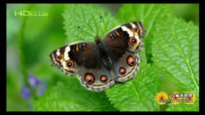 Владимир Маркин - Белая Черемуха караоке