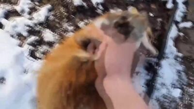 Ручная лисичка