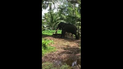 Зоо порно слон