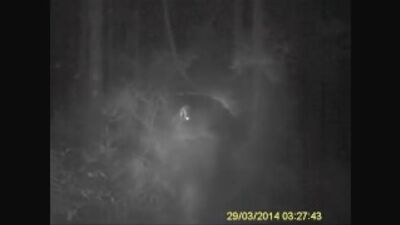 Снежного человека сняли на видео