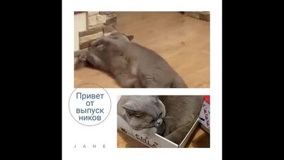 Glorious Lotus OLIVIA