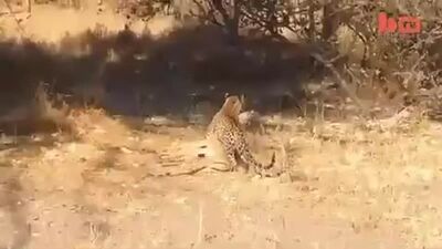 Жестокий леопард