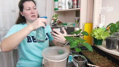 Оэдема рассады листьев перца - не приговор! Что делать, как лечить