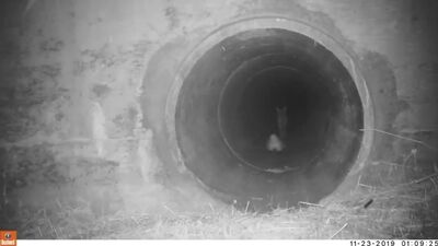 Лесная братва