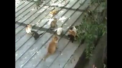 Групповой секс котов