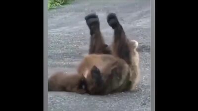 Подборка приколов про животных #8