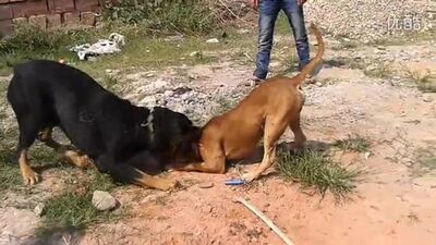 Собачьи бои питбуль vs ротвейлер тест