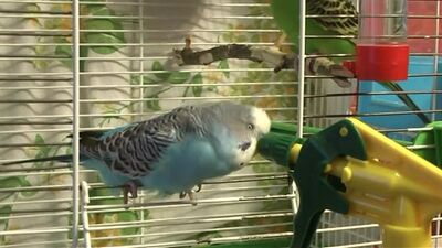 Говорящий попугайчик.