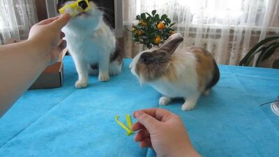 [А ну-ка Давай-ка] КРОЛИК БАФФИ и СМЕШНОЙ КОТ МАЛЫШ! КОРОНА ДЛЯ ЛЕДИБАФ 3Д РУЧКОЙ! СУПЕР-КОТ ПОЛУЧИЛ ОЧКИ! NEW ЧЕЛЛЕНДЖ