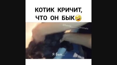 Кот кричит: - я бык! я мужик!