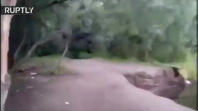 Американец и русский при встрече с медведем