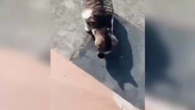 Четко в жбан