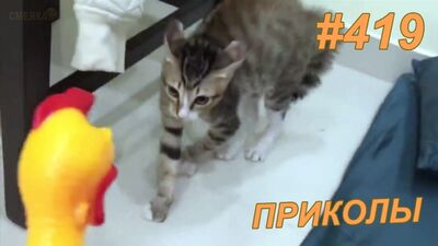 Приколы май 2019 №419