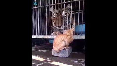 Нет страшнее зверя чем кот