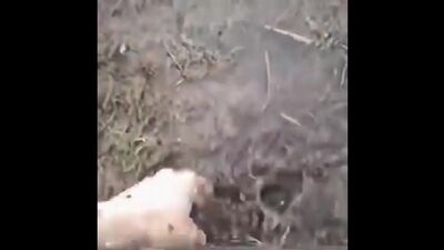 Антон Лапенко / Внутри Лапенко / подболотники псилоцибиновые грибы галлюциногенные мухомор тикток мем мемы скетч 2020 двач вебм