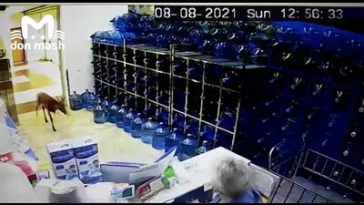 В ростовский магазин ворвался раненый олень