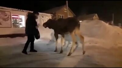 Жители Самарской области накормили лосёнка