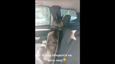 Одинокий одиночка ( со звуком)