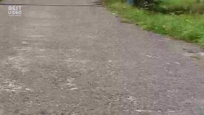 Драка на свадьбе (бойцовский кот)