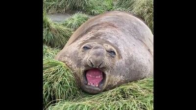 Морской слон желает всем доброго утра!