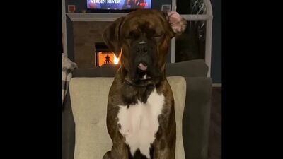 Видео Собака бабака