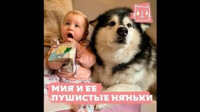 Три гигантских маламута и мейн-кун воспитывают маленькую девочку