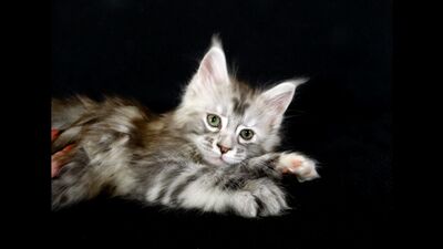 Сколько нянек нужно, что бы уложить спать одного котенка?