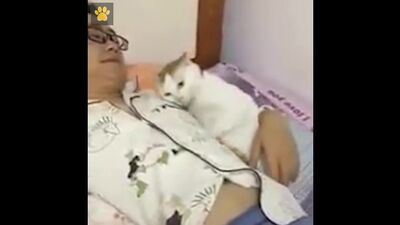 Котячьи обнимашки